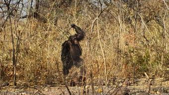 大卫王朝 第二季,荣耀与背叛的交织